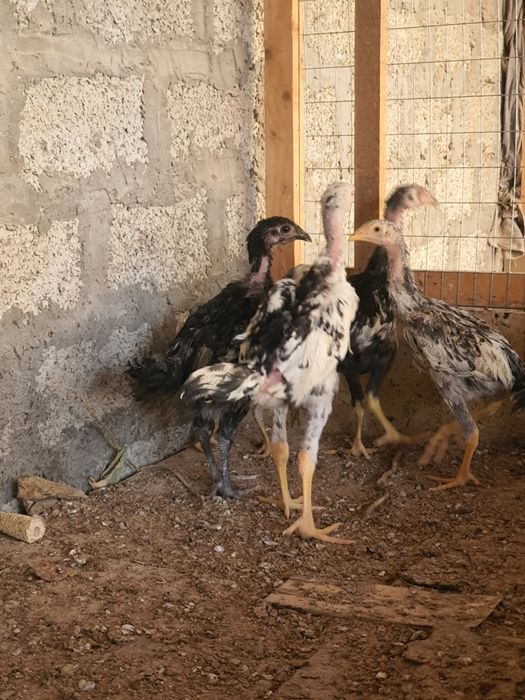 6 ta dakan shamo 1 ta qora shaxzoda