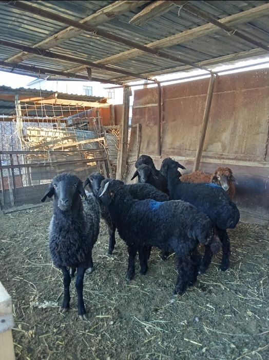 Семіз тоқтылар сатылады