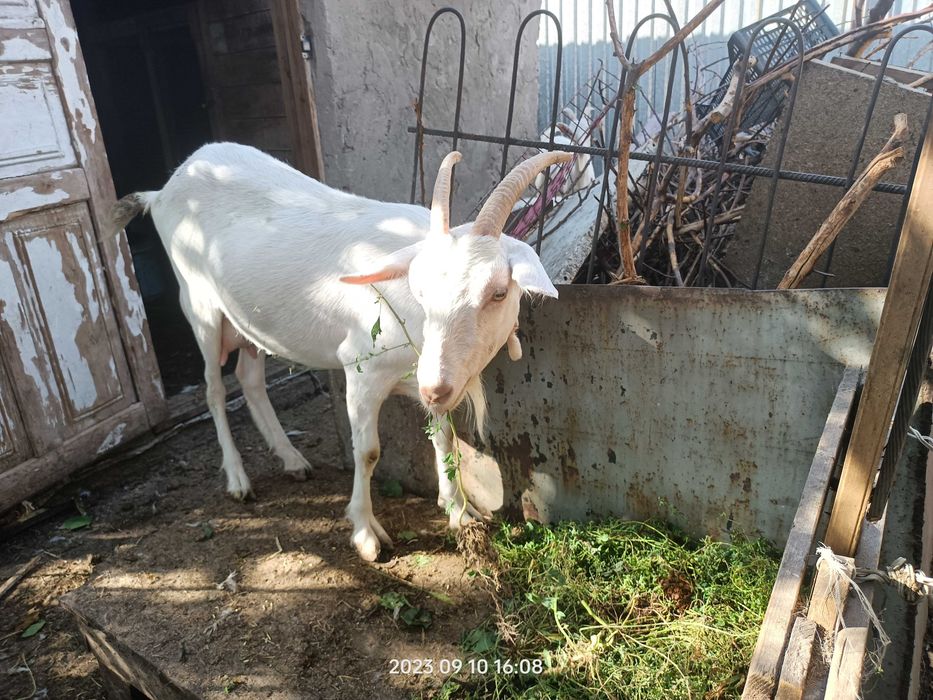 Коза зааненская 1год