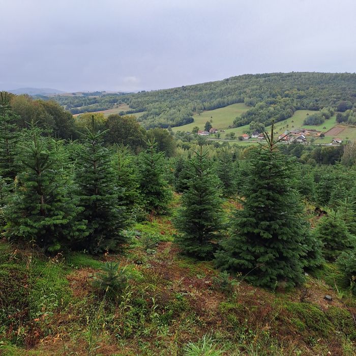 Vand Brazi de Craciun din plantatie propriee