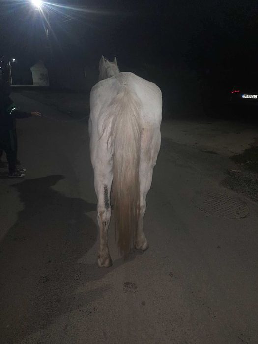 Vând cal castrat bun de căruță