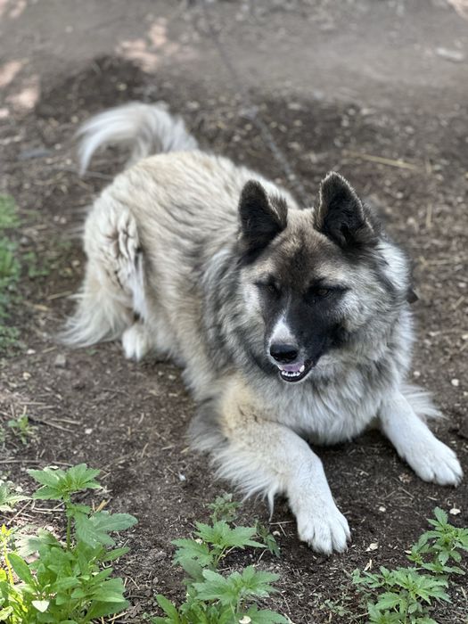 Ищем дом, девочка