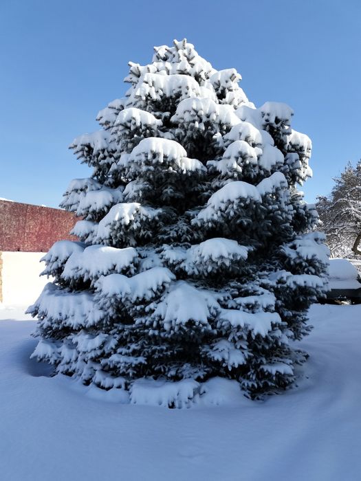 Голубая ель 5метров, цена 500000тн, самовывоз, Каскелена.