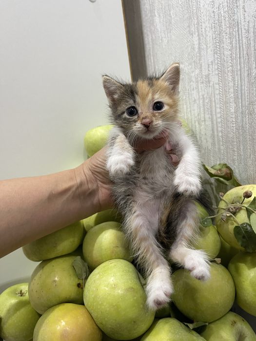 В добрые руки.Только не выкидвыайте на улицу