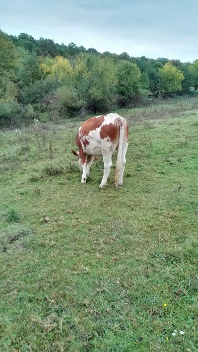 Vând juninci frumoase