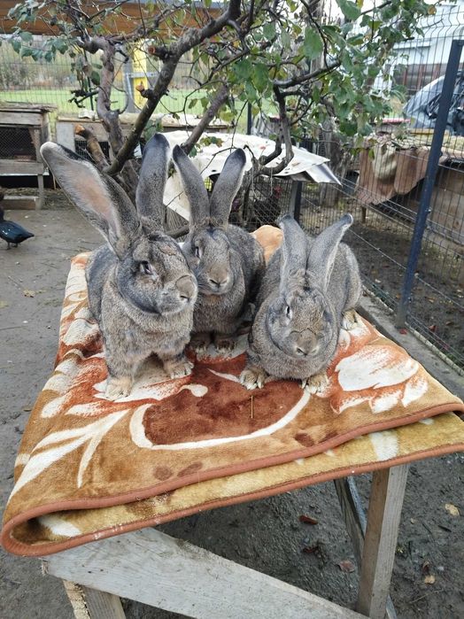 Urias German masculi si femele