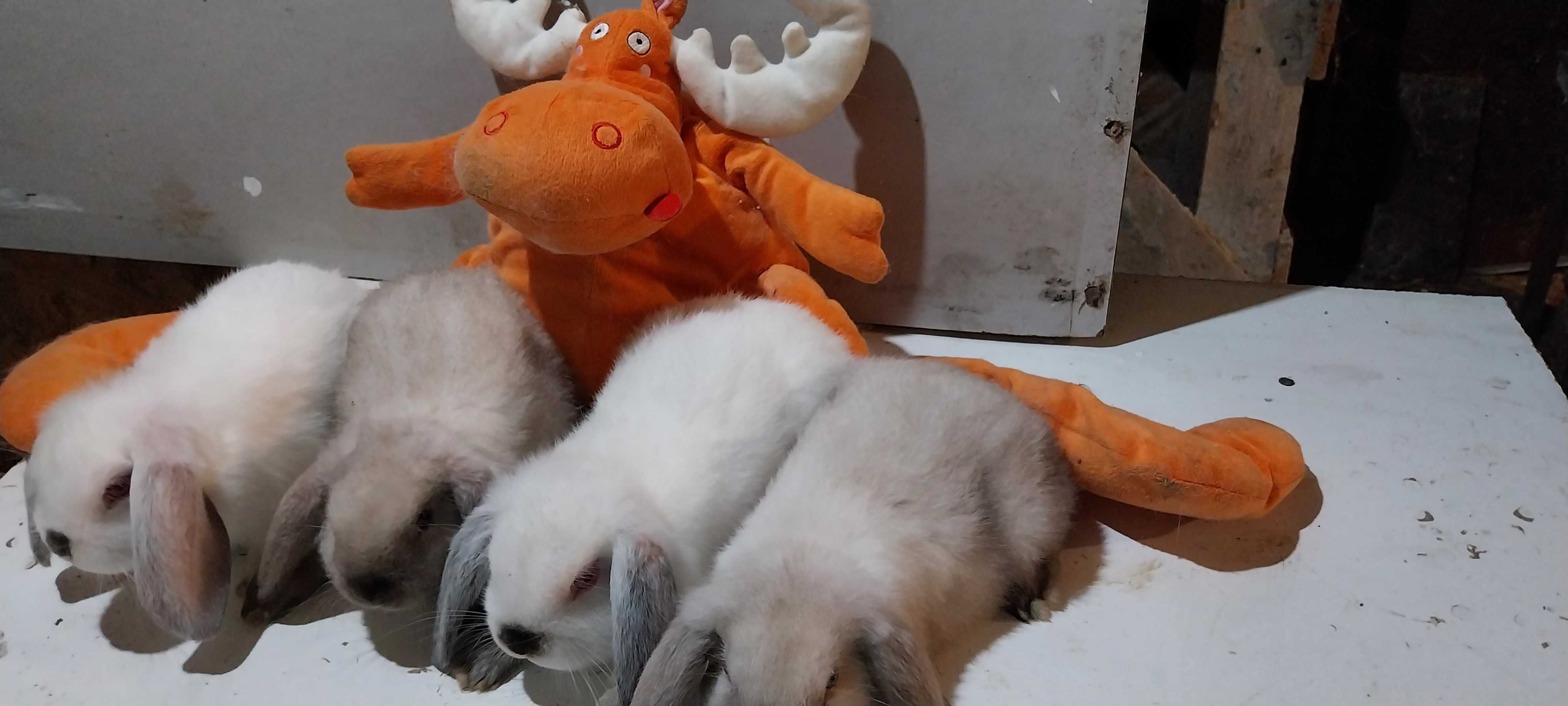 Iepuri Berbec Pitic Holland Lop Mini Lop Iepurasi Pitici de Apartament