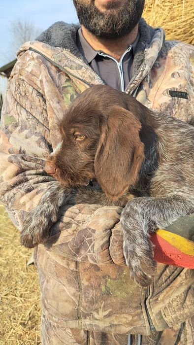 Продам щенка дойч дратхаара