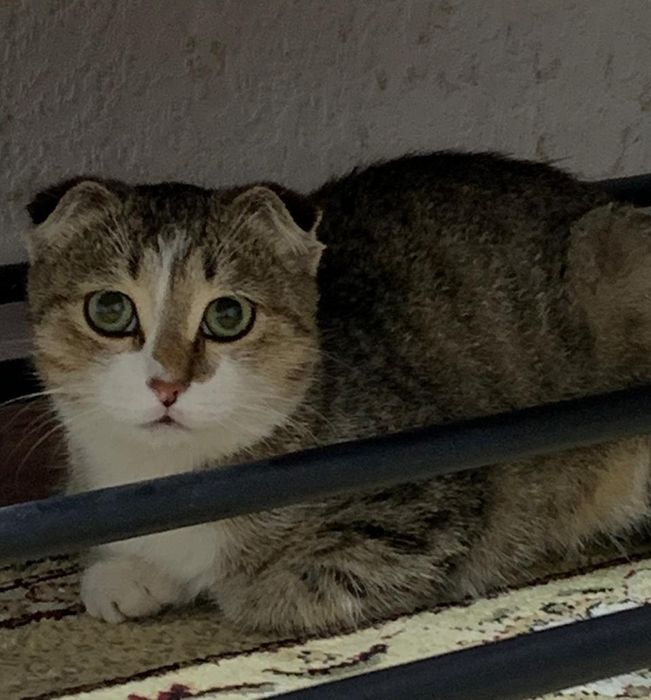 Шотландский вислоухий