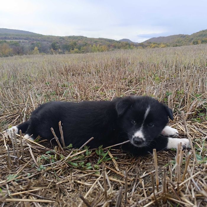 Малки кученца за подаряване