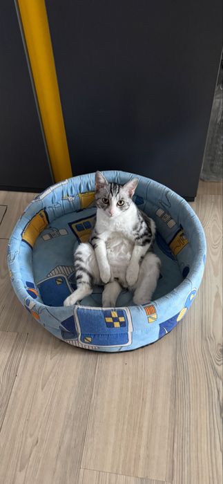 Donatie pisica Silver Tabby