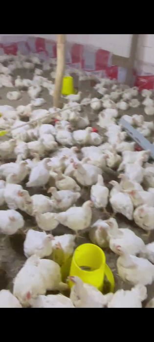 Бройлер 40 кундык 1800 тг штук