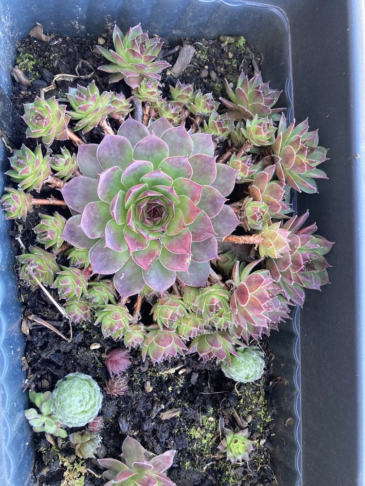 Suculente mix Sempervivum