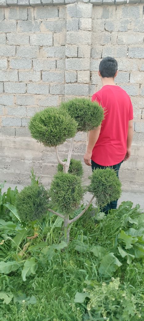 Арча бансай арча