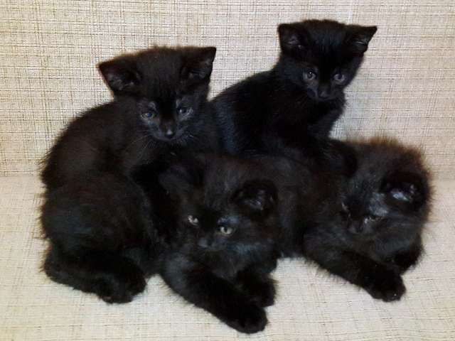 Qora mushuk, pishik. Домашние черные котята отдадим в хорошие руки
