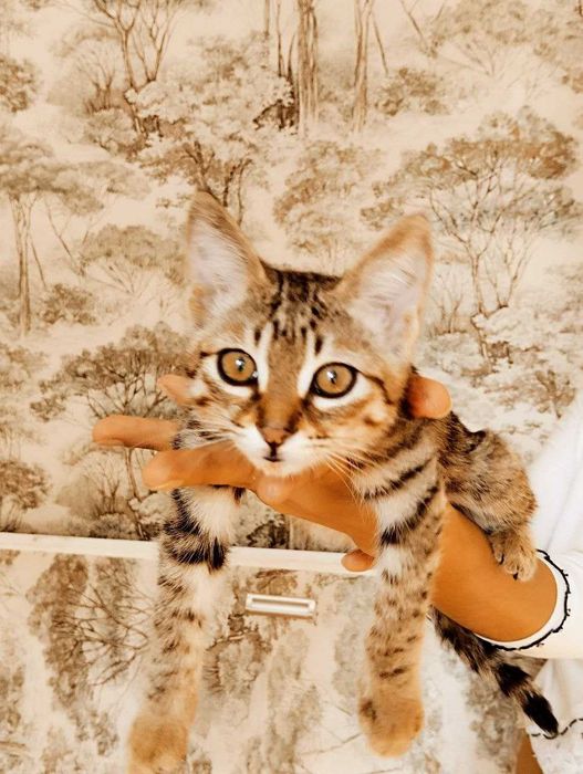Мальчишка котик в добрые ручки, тигровый окрас.