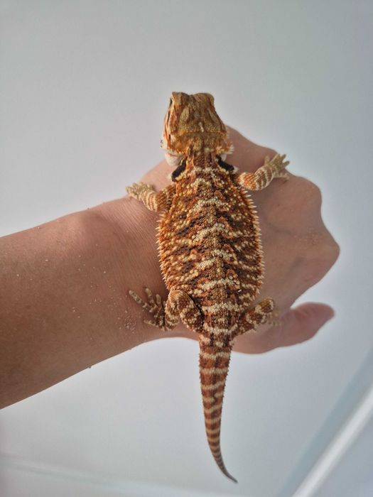 Pui de agamă cu barbă