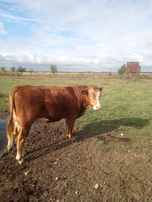 Viței si vitele albastru belgian si baltata romaneasca