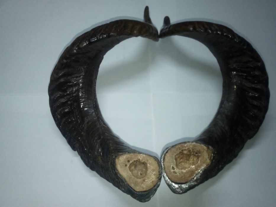 Coarne berbec-pentru ornament