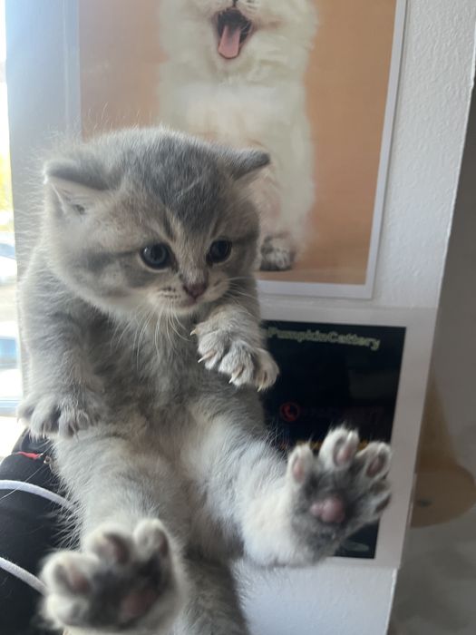 British shorthair cu pedigree