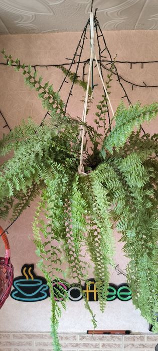 Цветы Пальмы различные растения