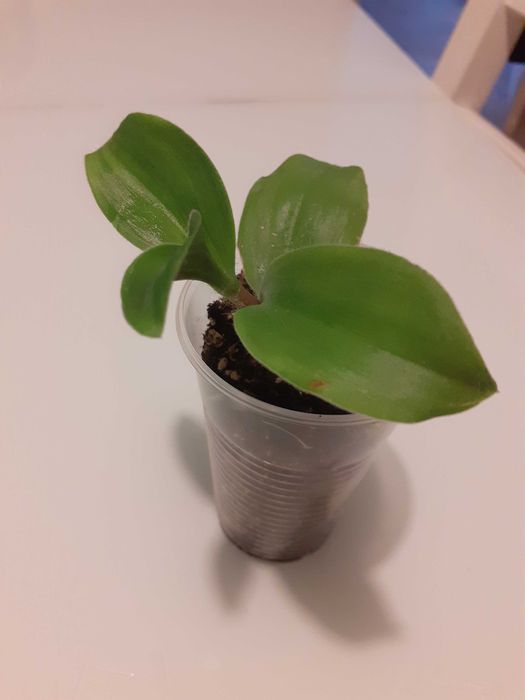 Продам цветы для дома школы офиса