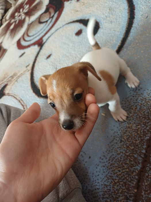 Джек Рассел Терьер