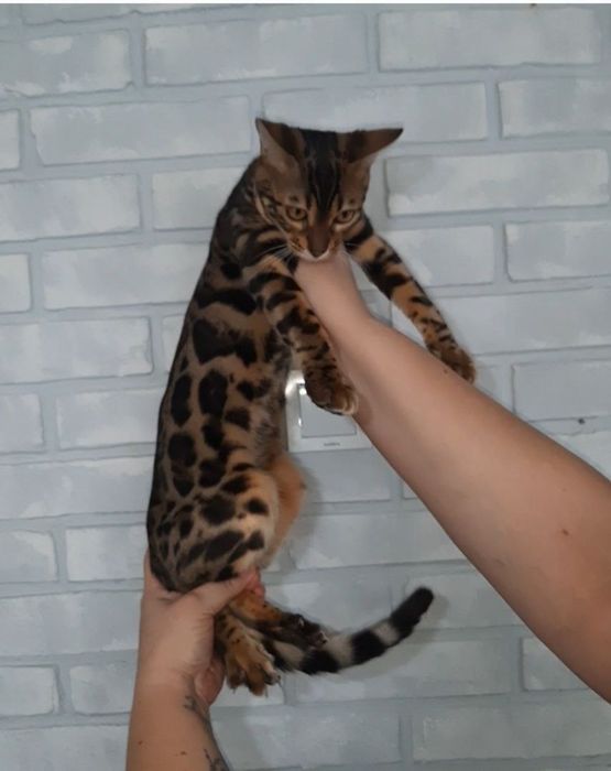 Бенгальские котята