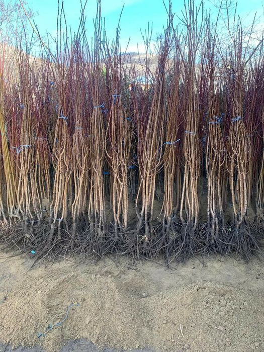 Pomi fructiferi  si Butasi vita de vie