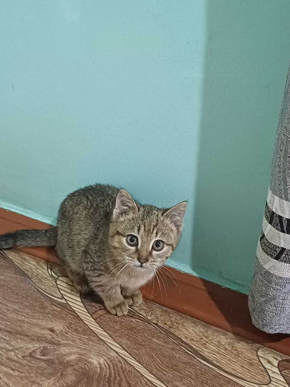 Маленький 4 месячный котёнок отдам в хорошие руки