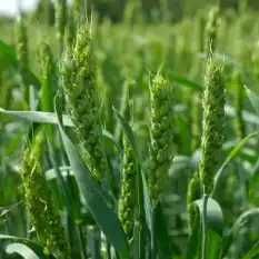 Семена яровой мягкой пшеницы