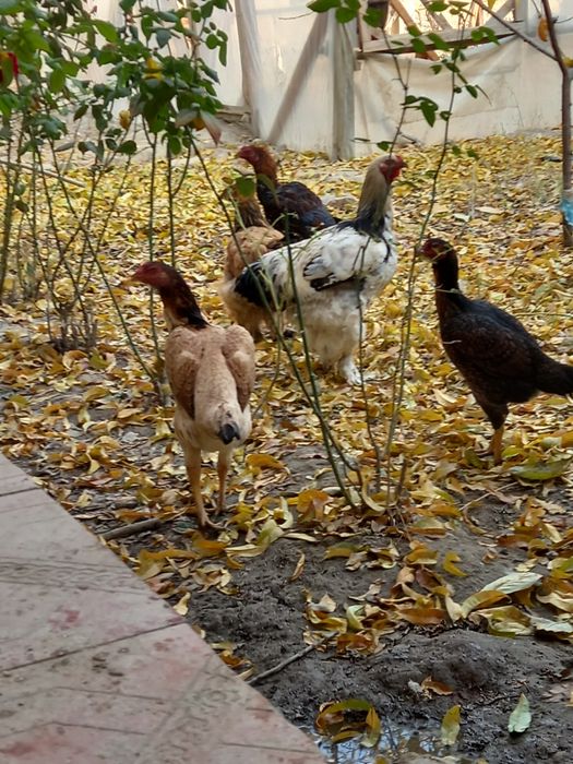 Брама ва куланги товуклар