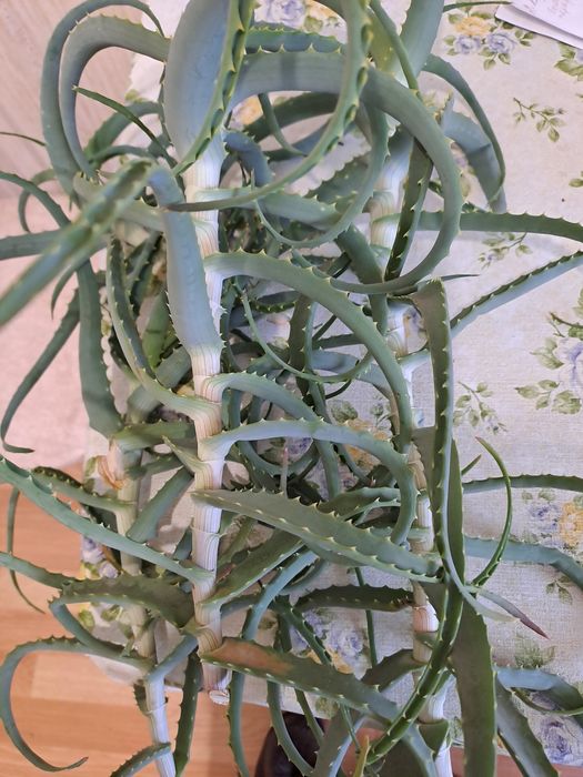 Продам срезаный алоэ на лекарство.