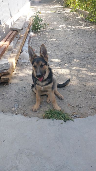 Немецкий овчарка