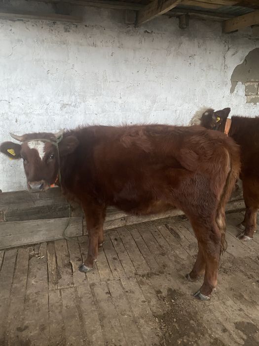 Қашар, өгіз сатылады