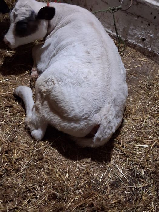 Vând Vitea Belgiana.