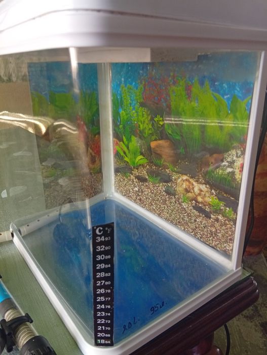 Продавам оборудван аквариум 20л. Сомчета пораснаха и вече ми е малък.