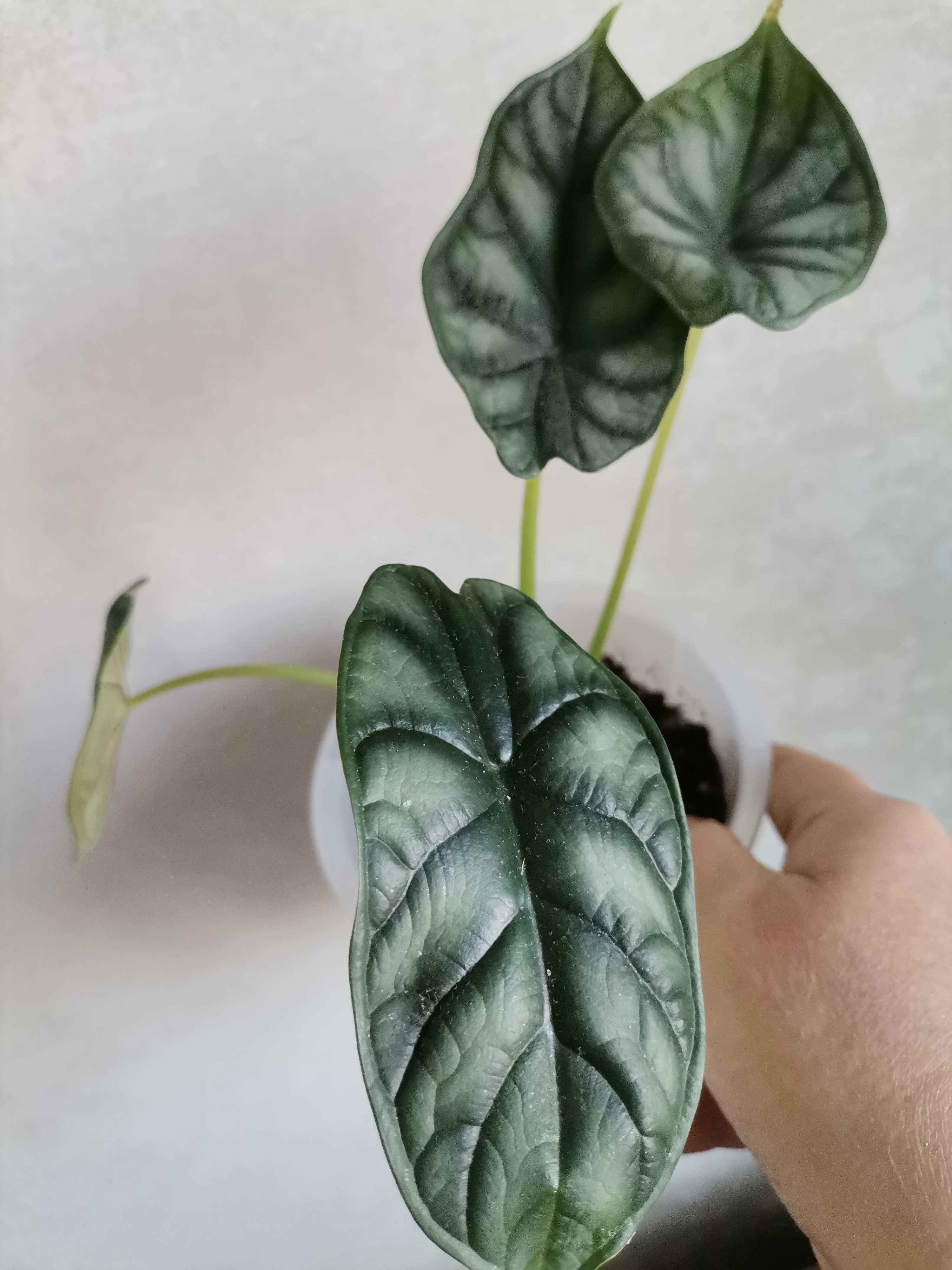 Алоказия "Шкура дракона" Alocasia Dragon Scale)