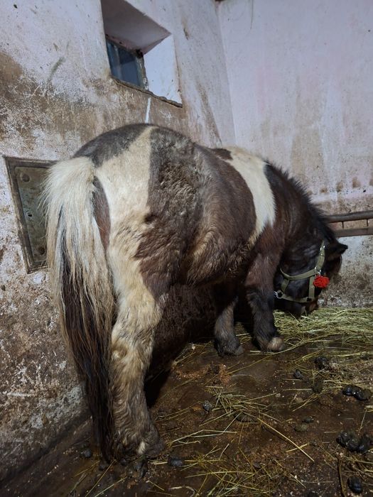 Ponei armăsar talie mică