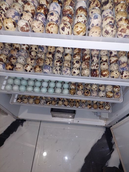 Vând prepelite 5 rase