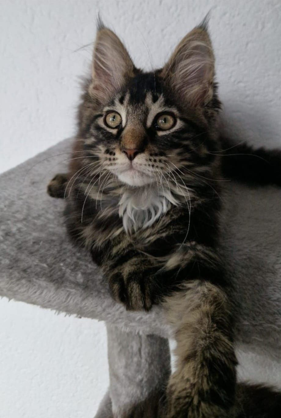 Pui pisica Maine Coon
