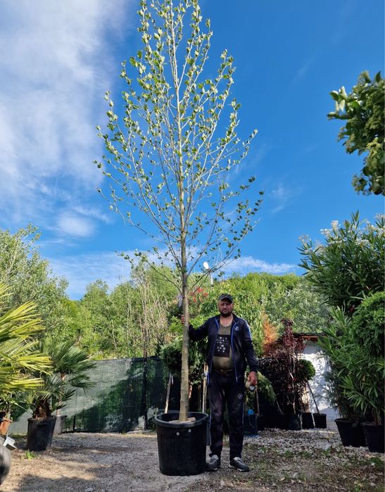 Vindem tei mirositor de floare de mai multe dimensiuni oriunde in tara