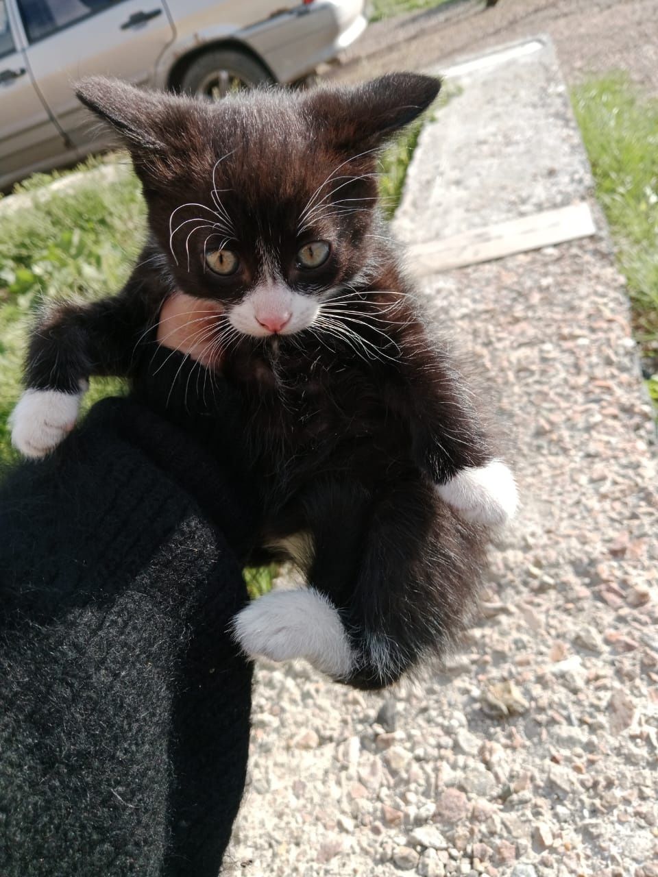 Ищем добрые руки котенку