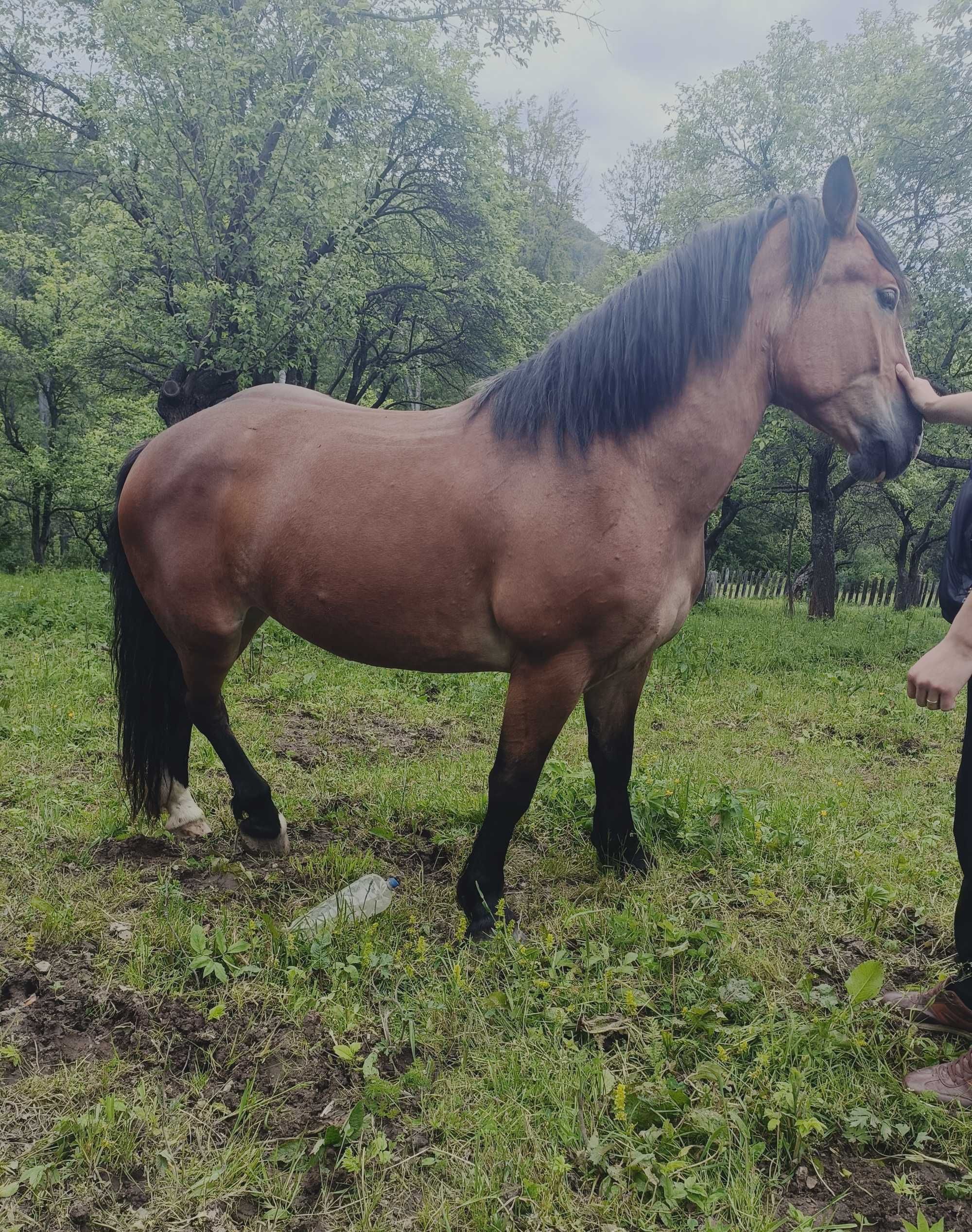 Iapa vârstă 4 ani garantată