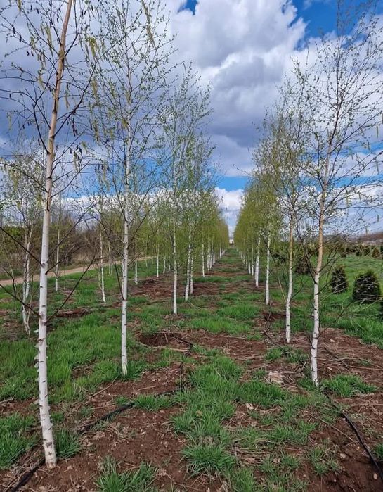 Mesteacăn Tei artar
