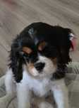 Cavalier king charles spaniel