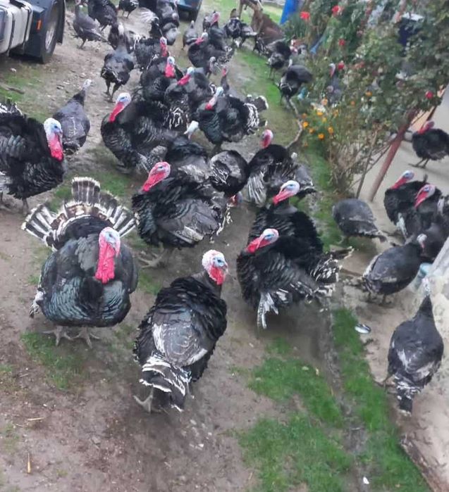 Curcani / Curci  10-20 kg