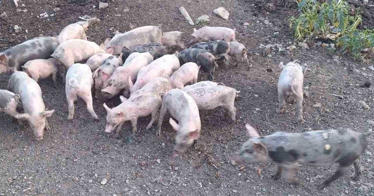 Малки щастливи прасета :)