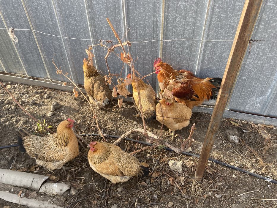 Куриций Кучинский