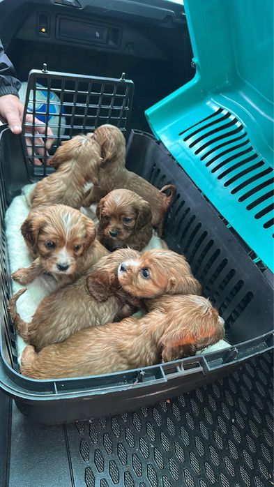 Кученца на два месеца от кокер и кавалер